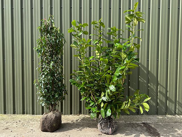 Portuguese Laurel next to Cherry Laurel for comparison