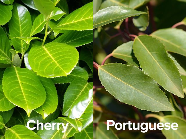 Cherry laurel leaves vs Portuguese laurel leaves