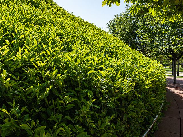 Illustration of a mature laurel hedge