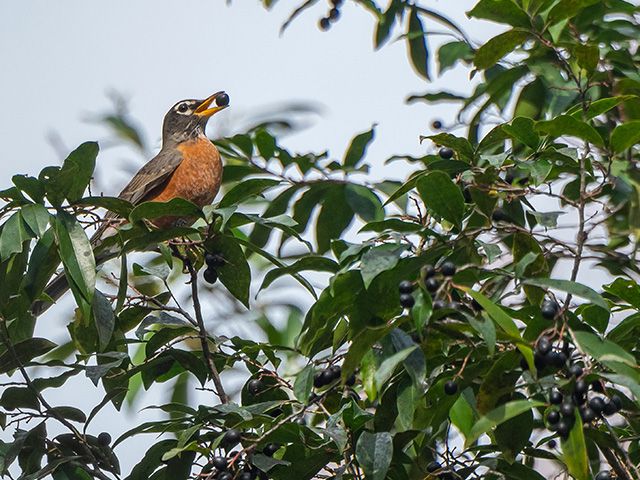 Migrating bird feeding on laurel cherry berries