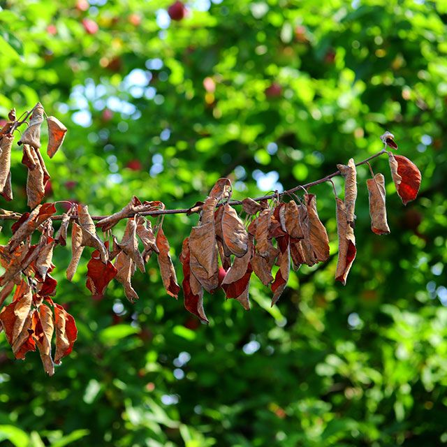 Red robin plant suffering from fireblight