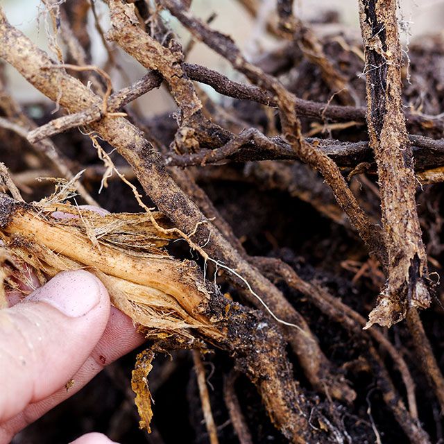 Red robin hedge with root rot