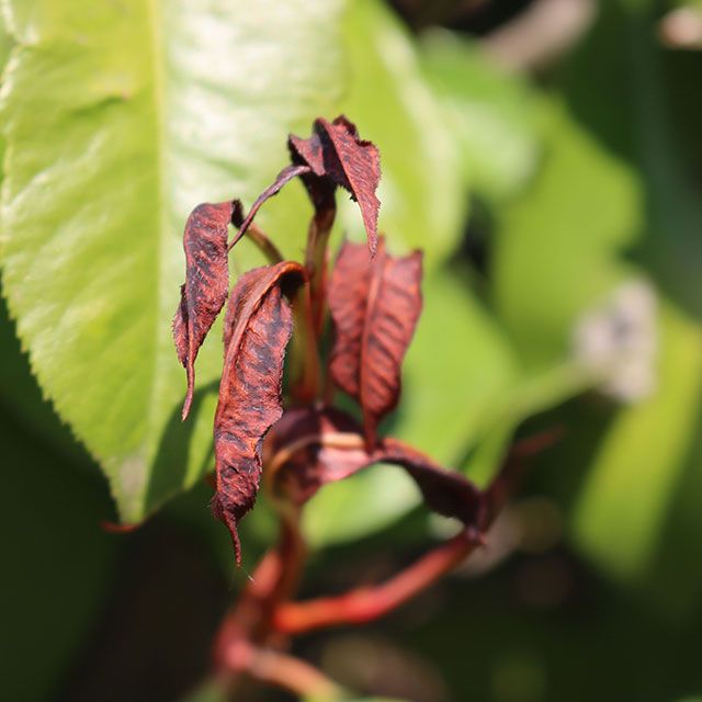 Frost damaged photinia red robin leaves