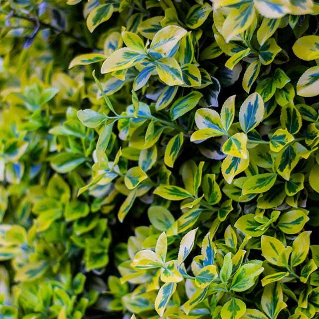 Planting alternative plants to box