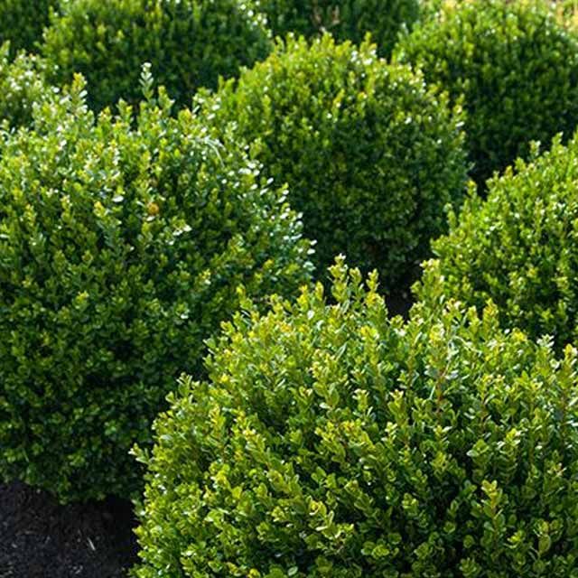 Benefits of using alternative plants to box