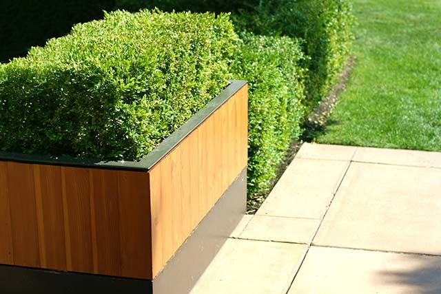 Photinia red robin shrub with healthy leaves in partial shade