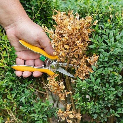 A picture of a box hedge with brown leaves and dieback, a sign of box blight