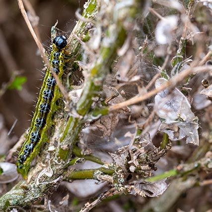 A close-up image of a Box Hedge Caterpillar, a common pest causing box hedge problems in gardens.