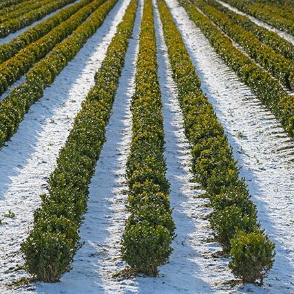 Frost damaged box hedge in winter