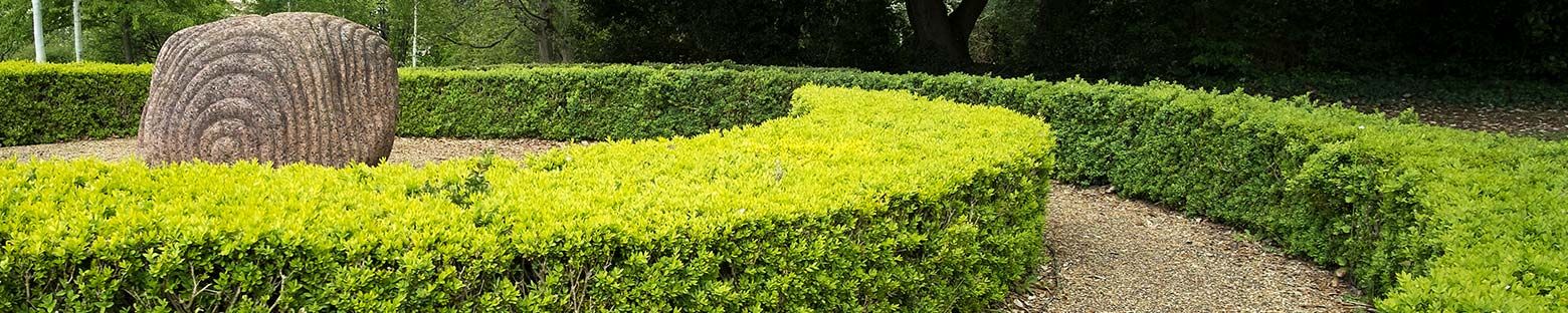 A picture of a box hedge with pruning tools, showing how to treat box blight