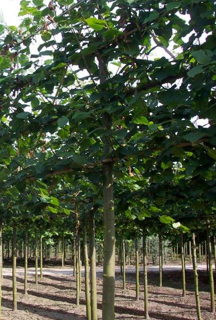 Espalier Lime Trees