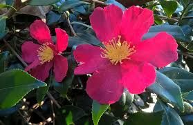 Camellia sasanqua Crimson King