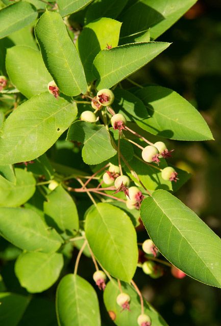 Juneberry Hedge