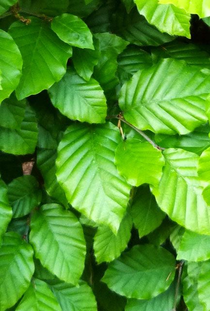 Green Beech Hedge