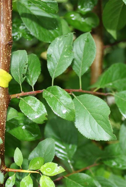 Blackthorn Hedging