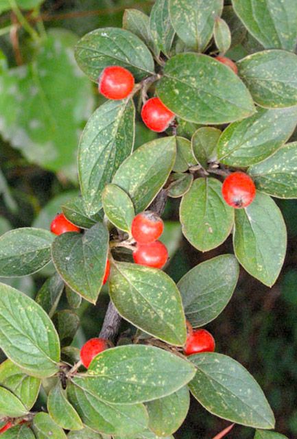 Cotoneaster franchetii Hedge