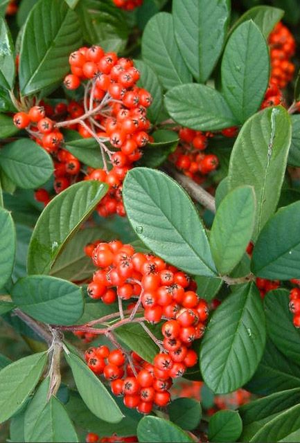 Cotoneaster lacteus Hedge