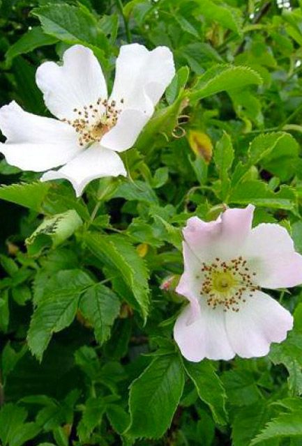 Dog Rose Hedging