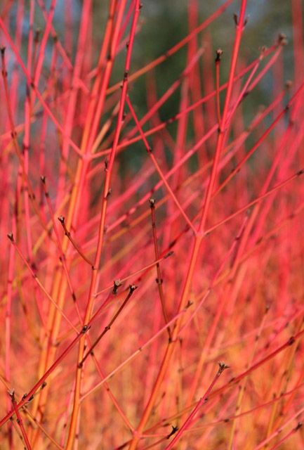 Midwinter Fire Dogwood Hedge Bare Root 30-50cm