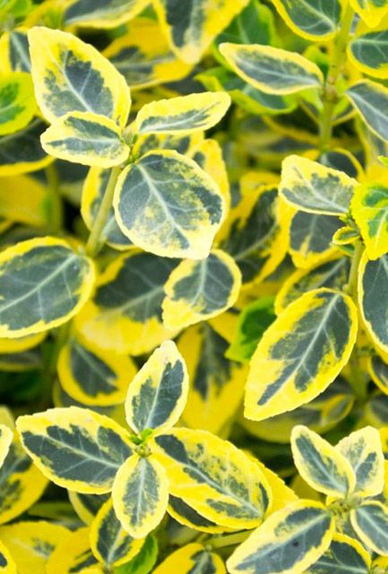Euonymus Emerald 'n' Gold Hedge