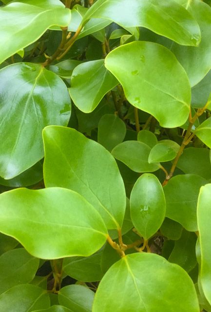 Griselinia Hedging