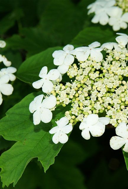 Guelder Rose Hedge