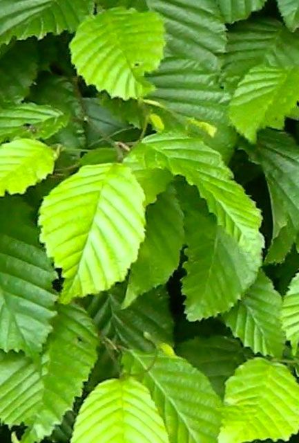 Hornbeam Hedge