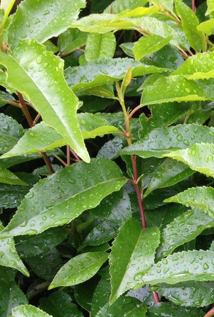 Portuguese Laurel Hedge