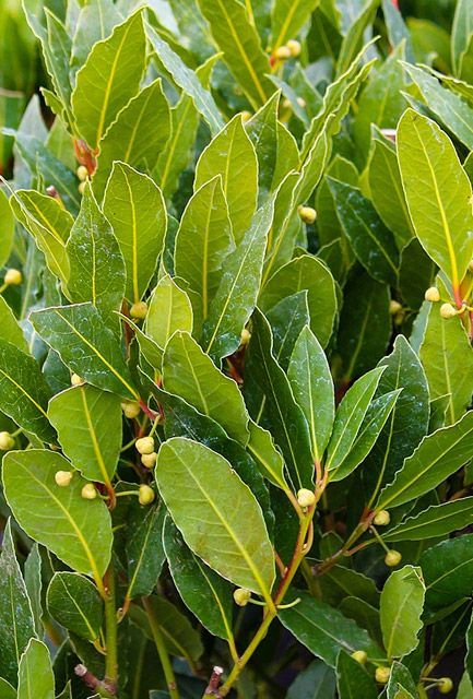 Sweet Bay Laurel Hedge