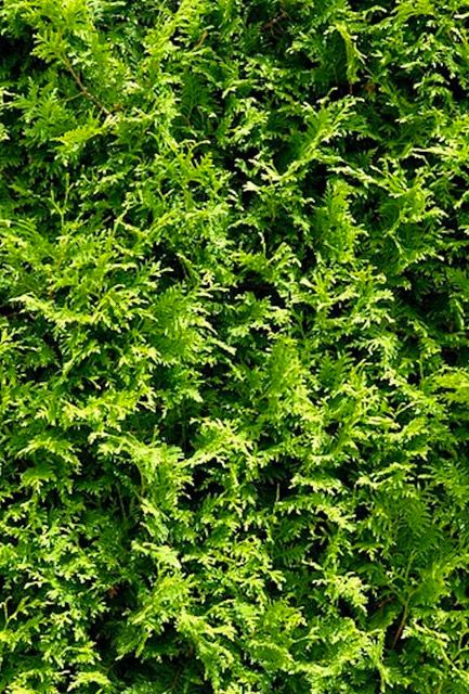 Green Leylandii Hedge
