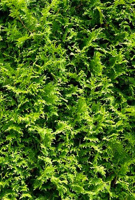 Leylandii Hedging