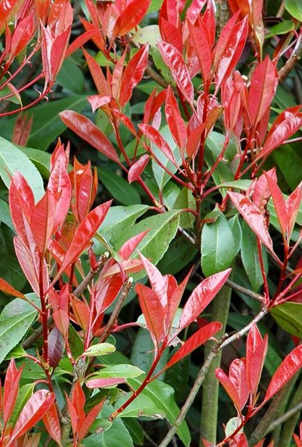 Photinia Hedge