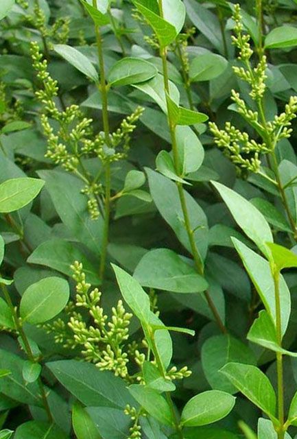 Common Privet Hedge