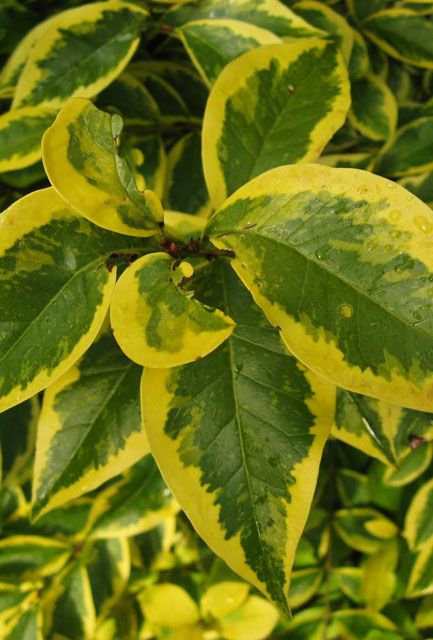 Golden Privet Hedge