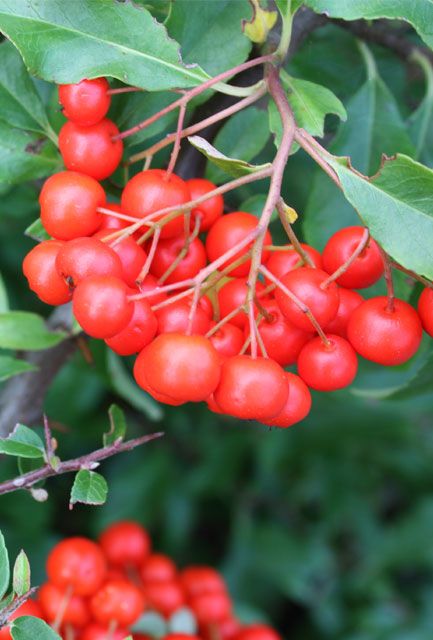 Red Pyracantha Hedge