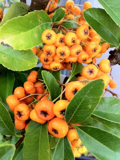 Orange Pyracantha Hedge