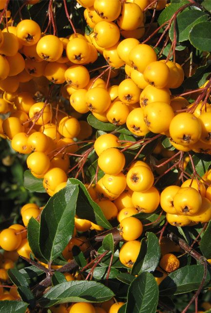 Yellow Pyracantha Hedge