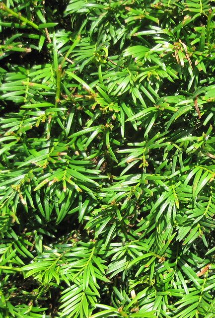 English Yew Hedge