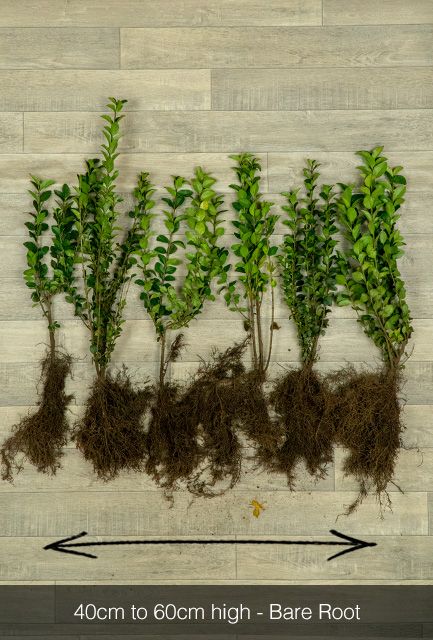 Common Privet Hedge Bare Root 40-60cm