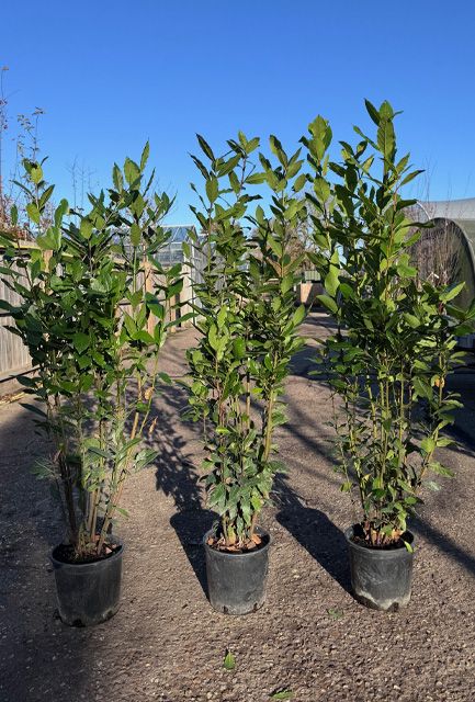 Sweet Bay Laurel Hedge