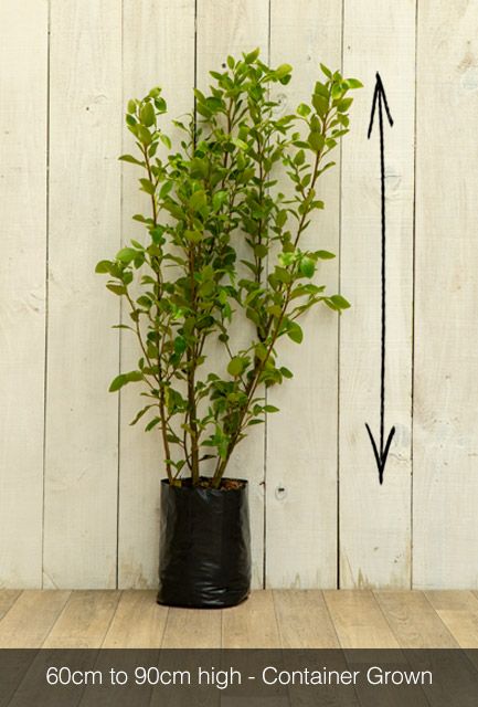 New Zealand Privet Hedge Pot Grown 90-120cm