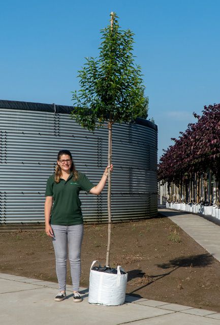 Portuguese Laurel Tree