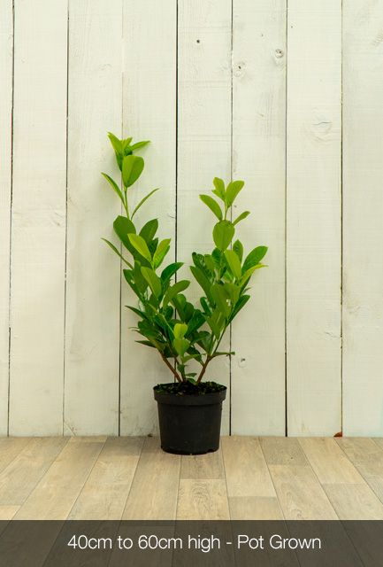 Cherry Laurel Hedge Pot Grown 40-60cm