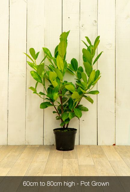 Cherry Laurel Hedge Pot Grown 60-90cm