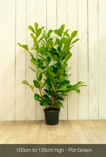 Cherry Laurel Hedge Pot Grown 90-120cm