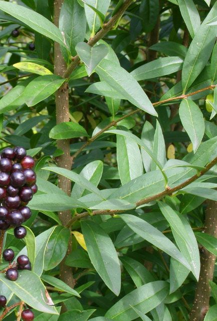 Wild Privet