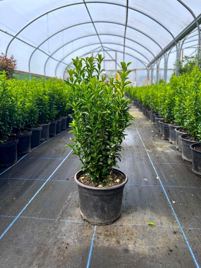 Euonymus Green Spire Hedge Pot Grown 30-40cm