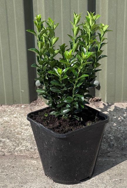Euonymus Green Spire Hedge