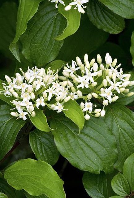 Red Stemmed Dogwood Hedge