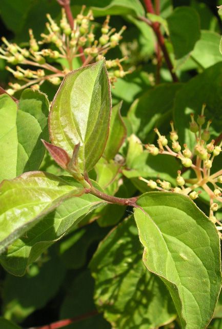 Midwinter Fire Dogwood Hedge